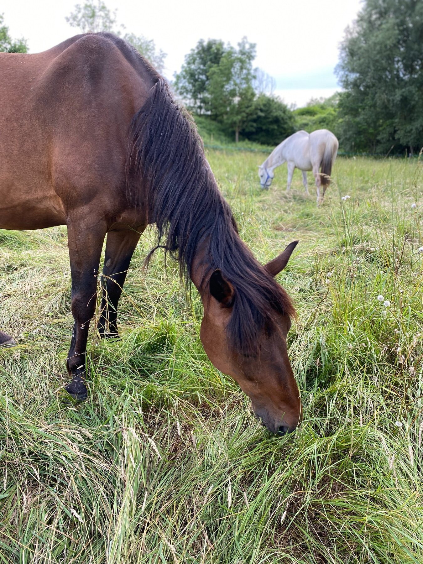 Les chevaux vivent ensemble au pré