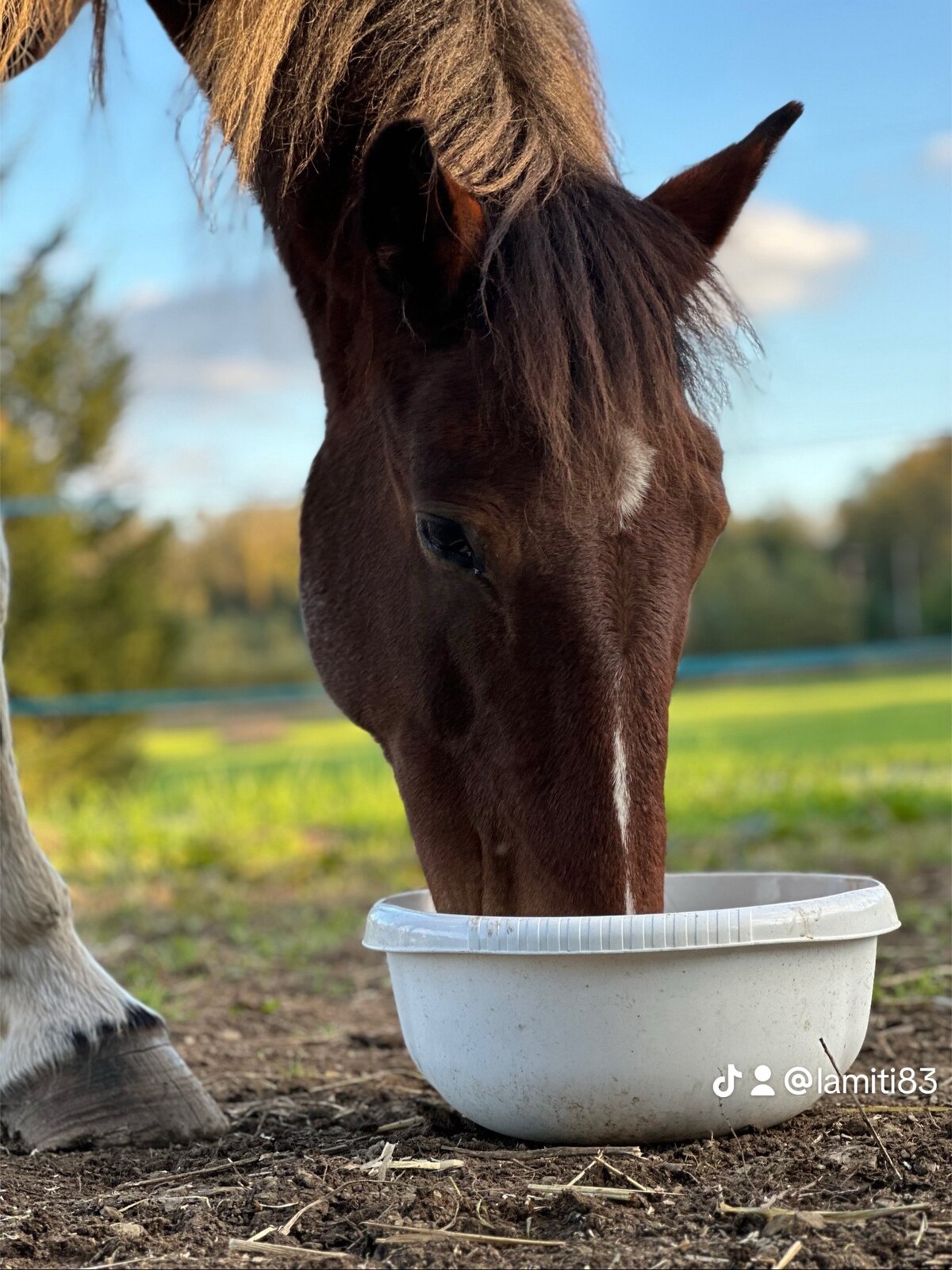 Le repas quotidien d'un cheval au Havre