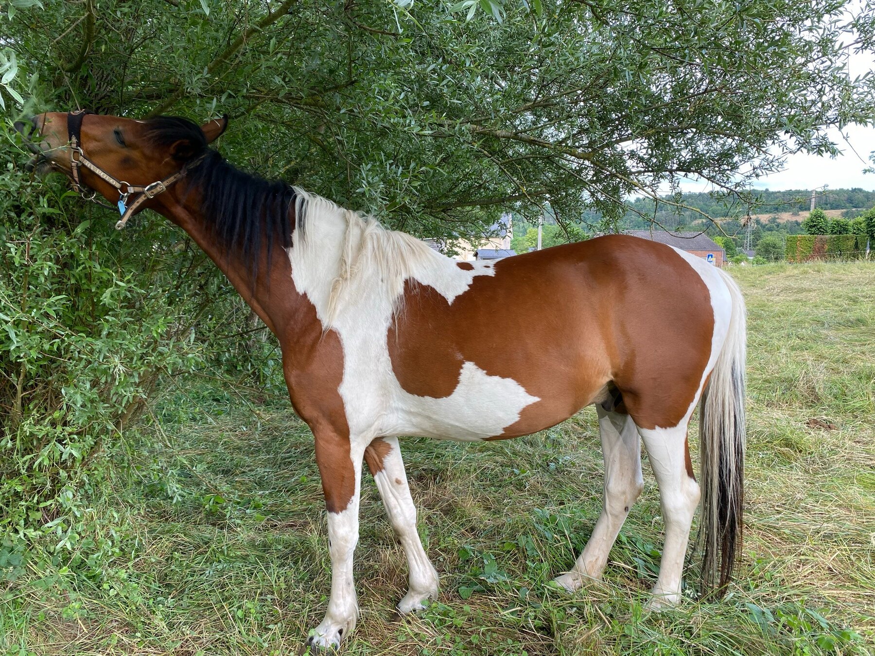 Texas au pré