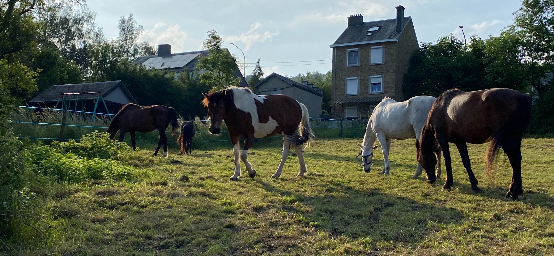 Les chevaux réunis dans la prairie du Havre