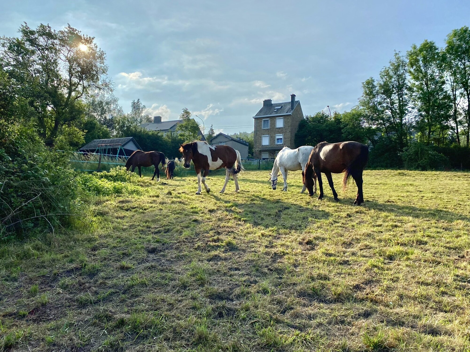Les chevaux réunis dans la prairie du Havre